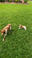 Jackson, a male Brittany for sale in Lumberton, NC – 9 of 9