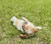 Maggie, a female Brittany for sale in Lumberton, NC – 8 of 8