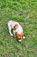 Bella, a male Brittany for sale in Lumberton, NC – 4 of 8