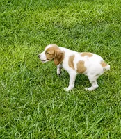 Luke, a male Brittany for sale in Lumberton, NC – 3 of 6