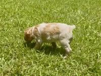 Misty, a female Brittany for sale in Lumberton, NC – 6 of 8