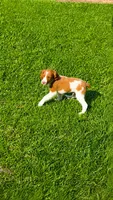 Jackson, a male Brittany for sale in Lumberton, NC – 1 of 9