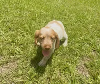 Maggie, a female Brittany for sale in Lumberton, NC – 7 of 8