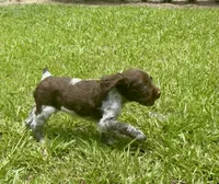 Macie, a female Brittany for sale in Lumberton, NC – 8 of 9