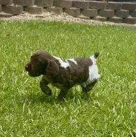 Macie, a female Brittany for sale in Lumberton, NC – 5 of 9