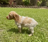 Misty, a female Brittany for sale in Lumberton, NC – 5 of 8
