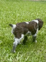 Macie, a female Brittany for sale in Lumberton, NC – 7 of 9