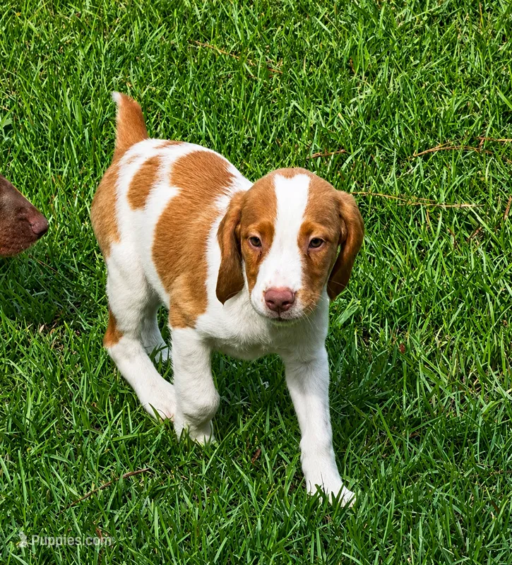 Teela – Brittany puppy for sale in Lumberton, NC