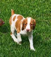 Teela, a female Brittany for sale in Lumberton, NC – 1 of 9