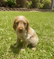 Misty, a female Brittany for sale in Lumberton, NC – 7 of 8