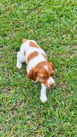 Bella, a male Brittany for sale in Lumberton, NC – 6 of 8