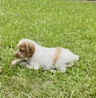 Maggie, a female Brittany for sale in Lumberton, NC – 2 of 8