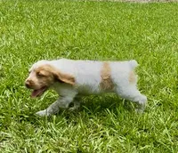 Maggie, a female Brittany for sale in Lumberton, NC – 3 of 8