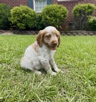 Maggie, a female Brittany for sale in Lumberton, NC – 5 of 8