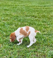 Bella, a male Brittany for sale in Lumberton, NC – 8 of 8