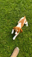 Jackson, a male Brittany for sale in Lumberton, NC – 8 of 9