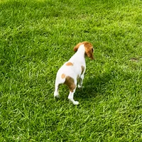Luke, a male Brittany for sale in Lumberton, NC – 5 of 6