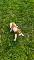 Jackson, a male Brittany for sale in Lumberton, NC – 7 of 9