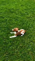 Jackson, a male Brittany for sale in Lumberton, NC – 5 of 9