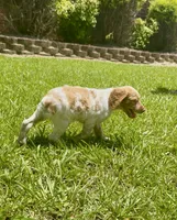 Missy, a female Brittany for sale in Lumberton, NC – 6 of 7