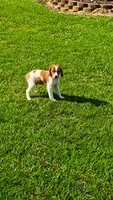 Tug, a male Brittany for sale in Lumberton, NC – 2 of 6