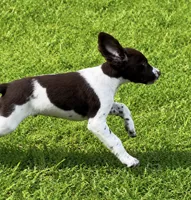 Hank, a male Brittany for sale in Lumberton, NC – 2 of 5