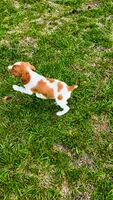 Teela, a female Brittany for sale in Lumberton, NC – 7 of 9