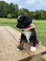 Fawn, a female Bernedoodle for sale in Ferguson, NC – 2 of 10
