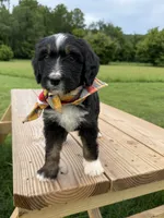Fawn, a female Bernedoodle for sale in Ferguson, NC – 8 of 10