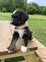 Fawn, a female Bernedoodle for sale in Ferguson, NC – 9 of 10