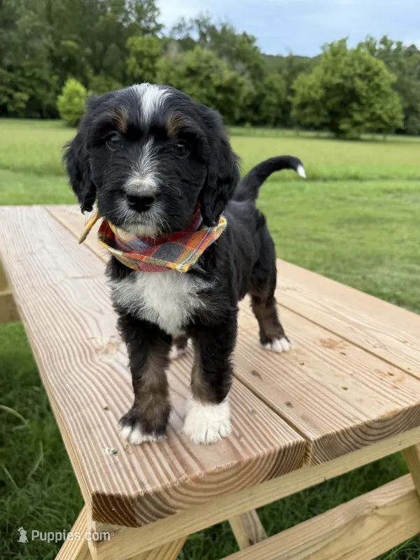 Fawn – Bernedoodle puppy for sale in Ferguson, NC