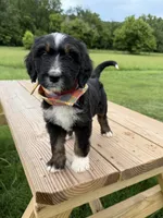 Fawn, a female Bernedoodle for sale in Ferguson, NC – 1 of 10