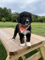 Lynx, a female Bernedoodle for sale in Ferguson, NC – 2 of 9