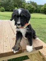 Fawn, a female Bernedoodle for sale in Ferguson, NC – 4 of 10