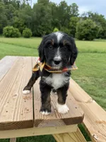 Fawn, a female Bernedoodle for sale in Ferguson, NC – 3 of 10