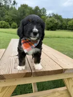 Lynx, a female Bernedoodle for sale in Ferguson, NC – 9 of 9