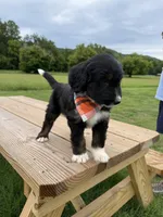 Lynx, a female Bernedoodle for sale in Ferguson, NC – 7 of 9