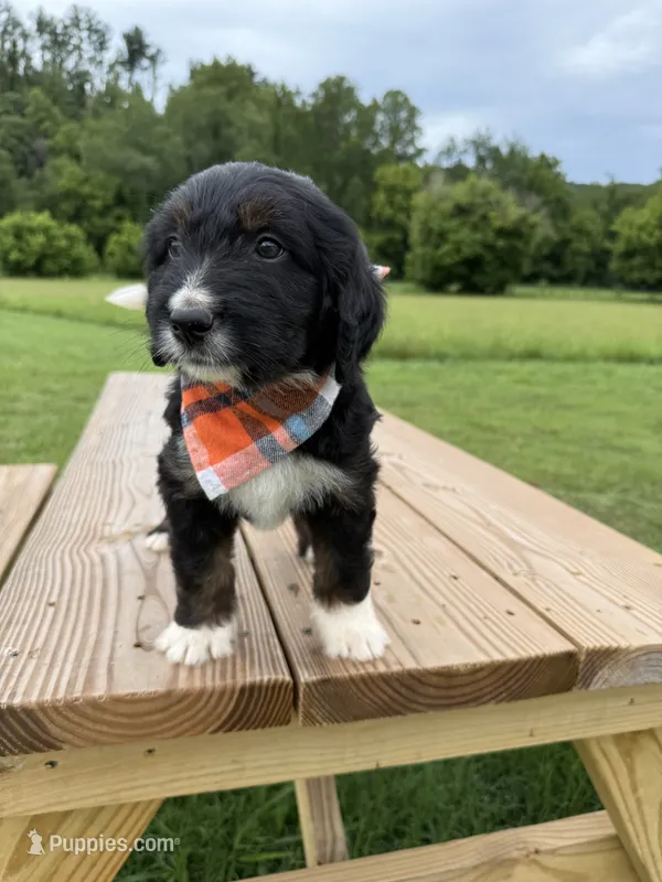 Lynx – Bernedoodle puppy for sale in Ferguson, NC