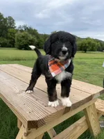 Lynx, a female Bernedoodle for sale in Ferguson, NC – 6 of 9