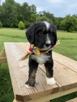 Fawn, a female Bernedoodle for sale in Ferguson, NC – 7 of 10