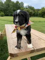 Fawn, a female Bernedoodle for sale in Ferguson, NC – 5 of 10