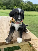 Fawn, a female Bernedoodle for sale in Ferguson, NC – 10 of 10