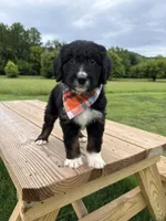 Lynx, a female Bernedoodle for sale in Ferguson, NC – 8 of 9