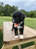 Lynx, a female Bernedoodle for sale in Ferguson, NC – 4 of 9