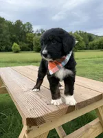 Lynx, a female Bernedoodle for sale in Ferguson, NC – 3 of 9