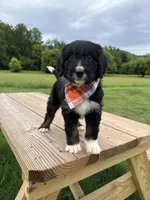 Lynx, a female Bernedoodle for sale in Ferguson, NC – 5 of 9