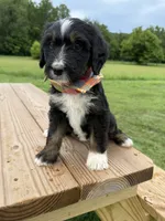 Fawn, a female Bernedoodle for sale in Ferguson, NC – 6 of 10