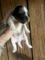 Darko , a male Miniature Dachshund for sale in Ravenswood, WV – 3 of 4