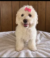 Marshmallow , a female Bichon Frise for sale in Ravenswood, WV – 1 of 1