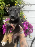 Roscoe , a male German Shepherd Dog for sale in Ravenswood, WV – 2 of 2